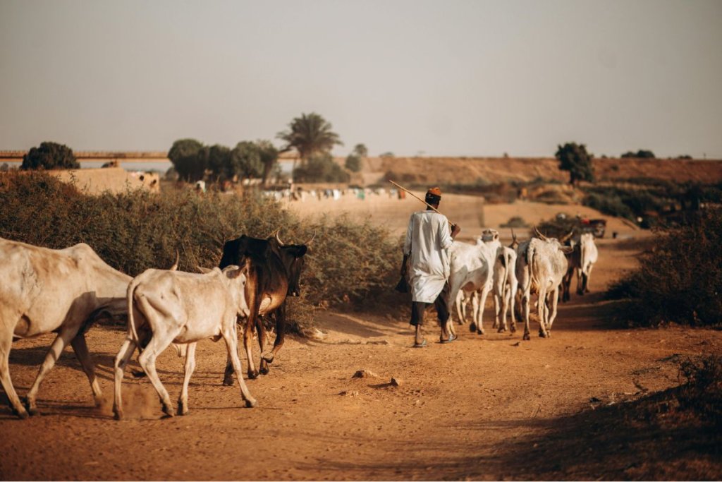 Reviving Livestock Insurance for Kenya’s Pastoralists: Smarter, Grounded, Resilient